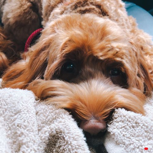 labradoodle 5