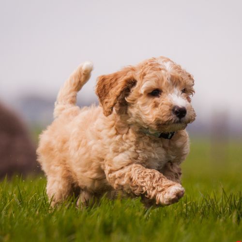 labradoodle 6