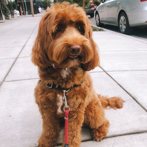 labradoodle 7
