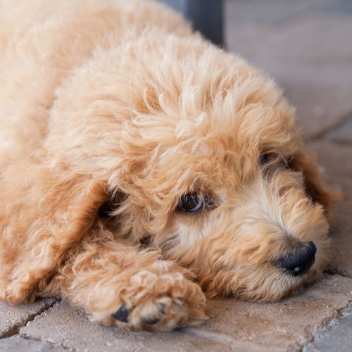 labradoodle 8