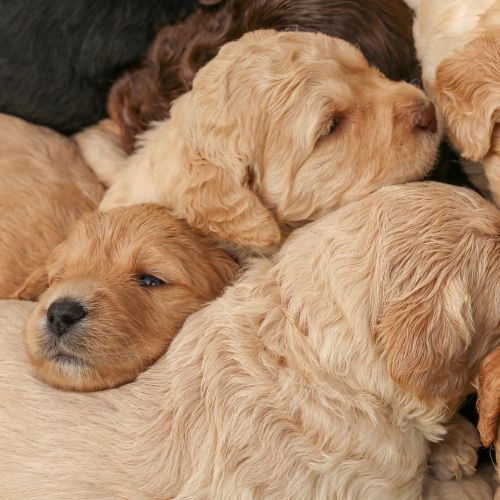 labradoodle cachorro
