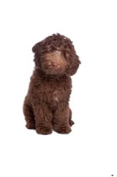 labradoodle mini