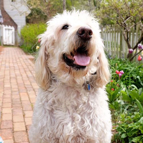 labradoodle precio
