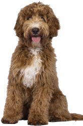 labradoodle standar