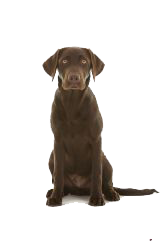 labrador americano
