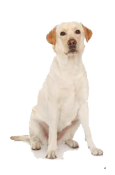 labrador ingles