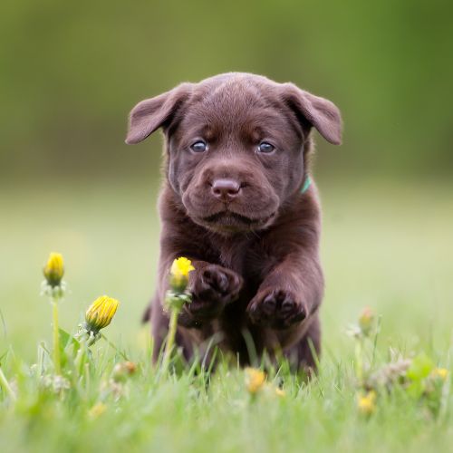 labrador retriever