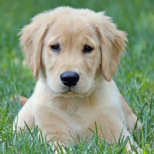 perro raza golden retriever