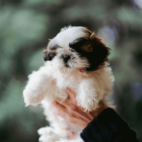perro raza hih tzu