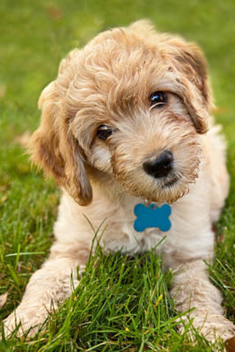 perro raza labradoodle