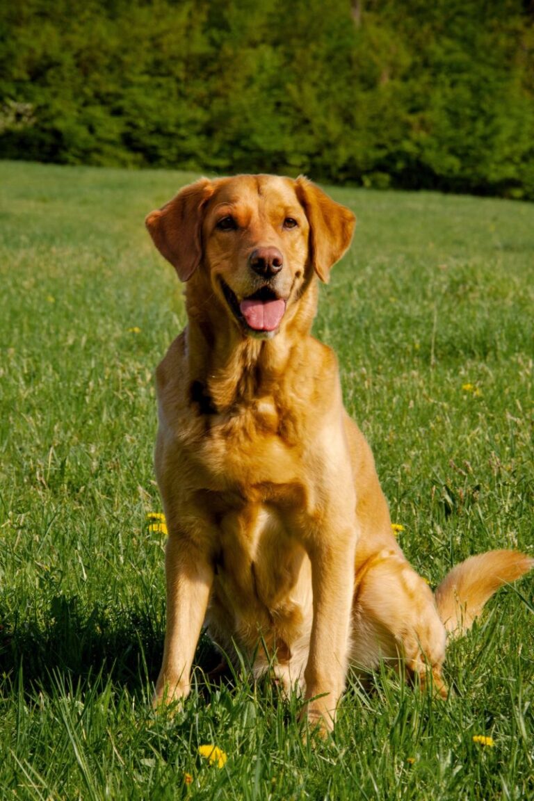 perro raza labrador