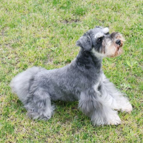 perro raza schnauzer