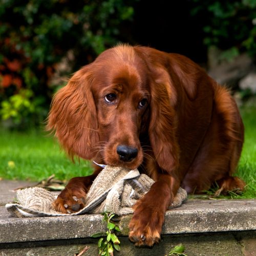 perro raza setter irlandes