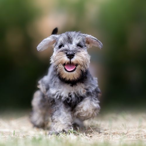 perro schnauzer