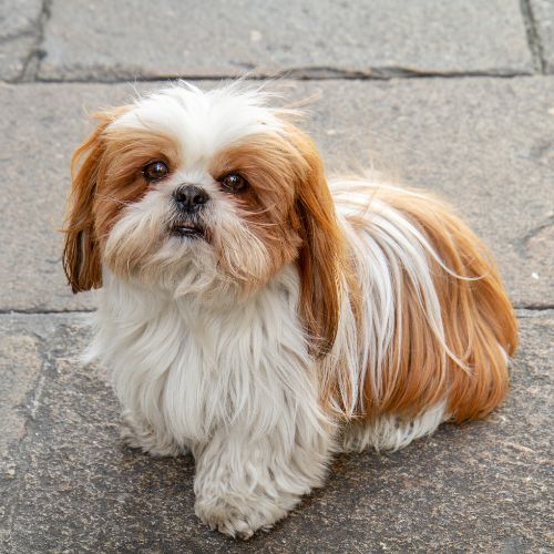 perro shih tzu