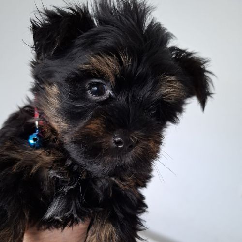 perro yorkshire