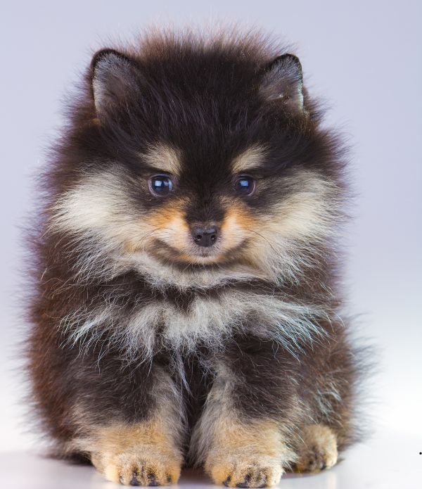 pomerania 10