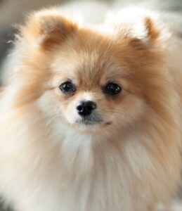 pomerania 5