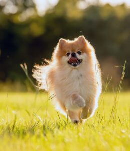 pomerania 6
