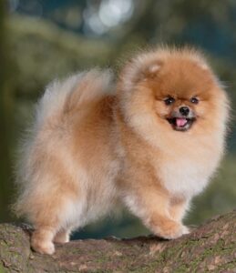 pomerania 8