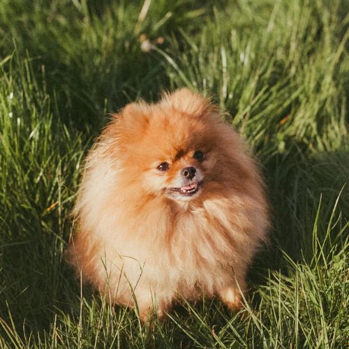 pomerania 9