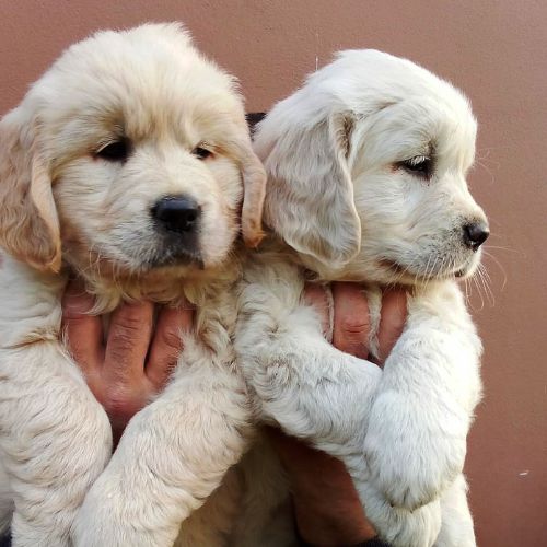 raza golden