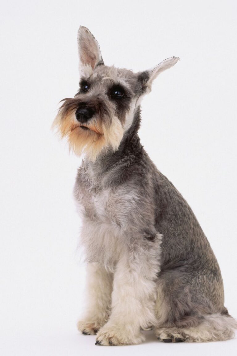 raza schnauzer