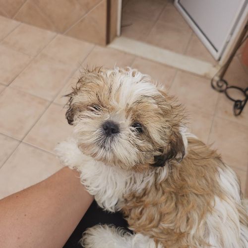 raza shih tzu