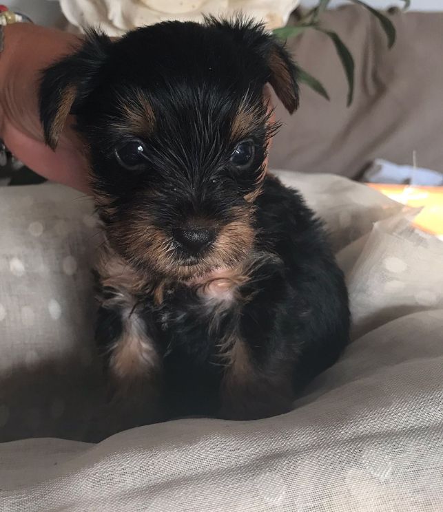 raza yorkshire