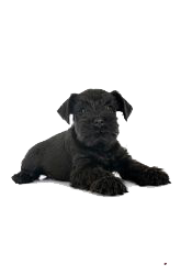 schanuzer negro miniatura
