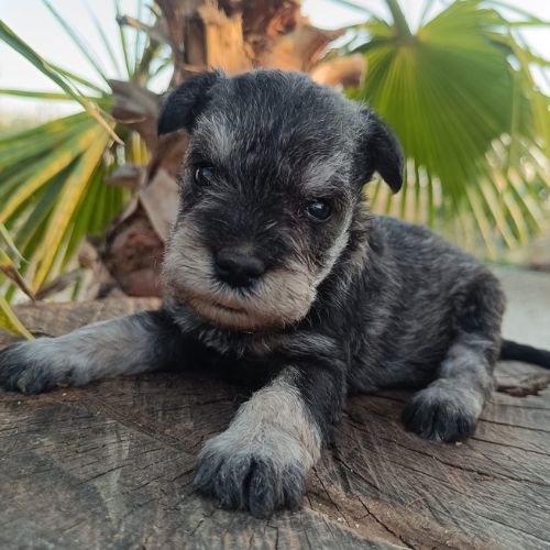 schnauzer cachorro