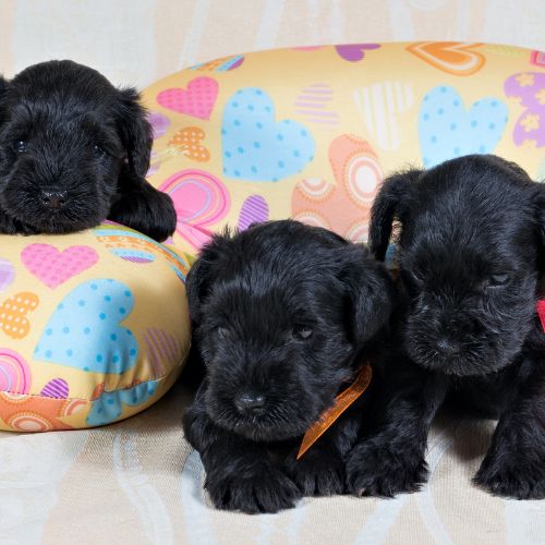 schnauzer cachorros