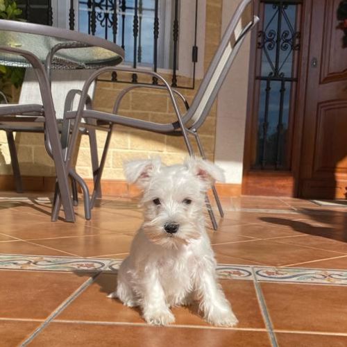 schnauzer criadero