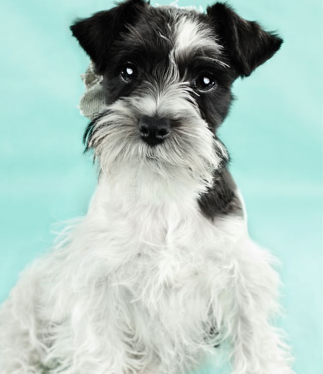 schnauzer precio