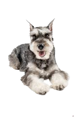 schnauzer sal y pimienta
