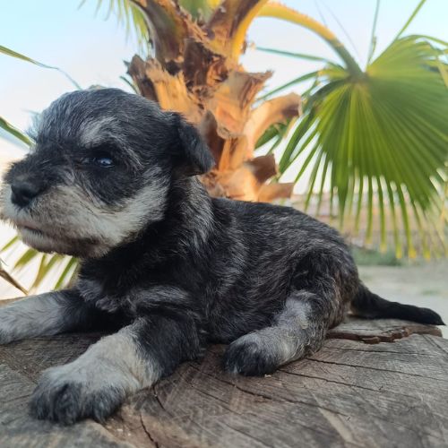 schnauzer