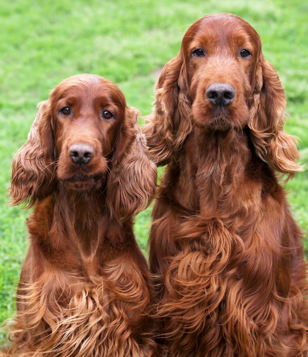 setter 17