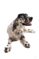 setter blanco y rojo