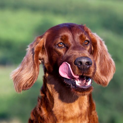 setter irlandes precio