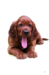 setter rojo