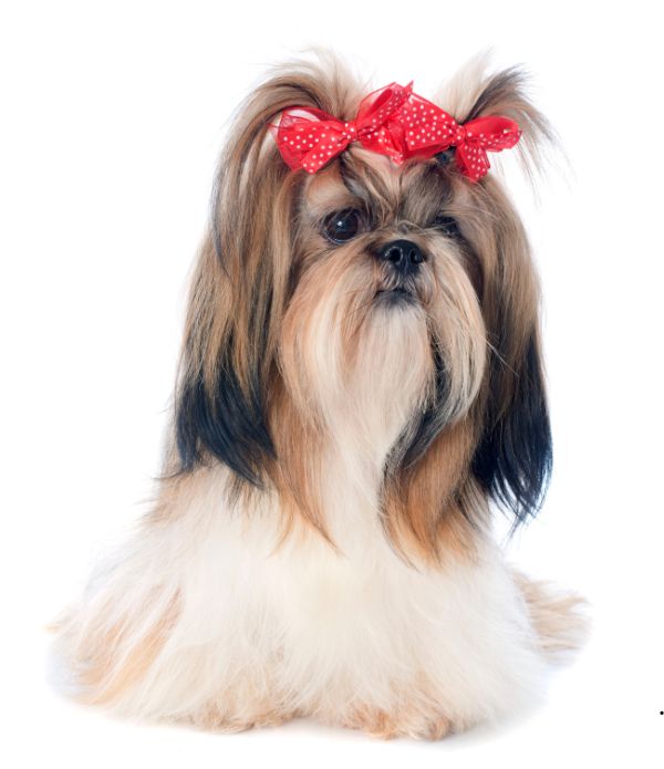 shih tzu 10