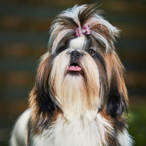 shih tzu 18
