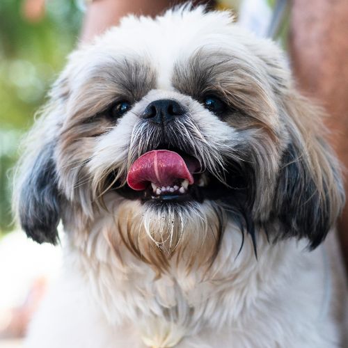 shih tzu 14
