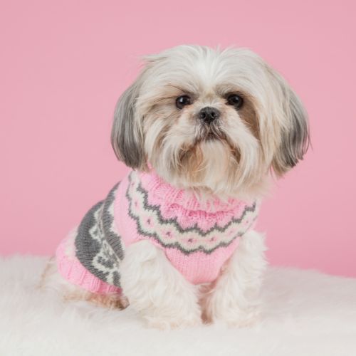 shih tzu 15