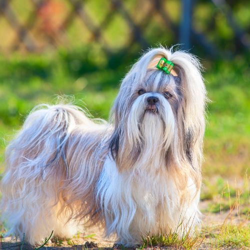 shih tzu 16