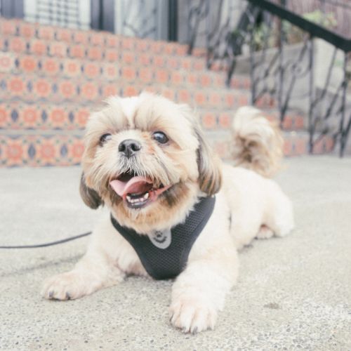 shih tzu 17