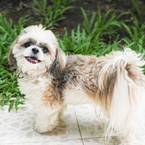 shih tzu 18