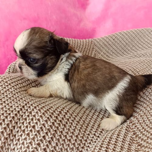 shih tzu 3