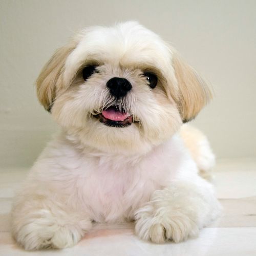 shih tzu 4