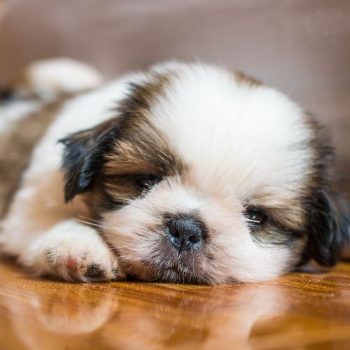 shih tzu 6